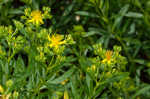 Bushy St. Johnswort